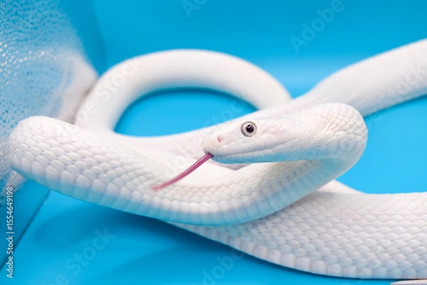 Obraz 青い背景に美しい白い蛇