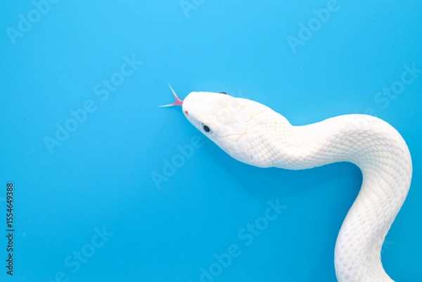 Obraz 青い背景に美しい白い蛇