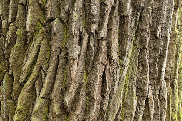 Fototapeta Texture of the bark of a deciduous tree trunk
