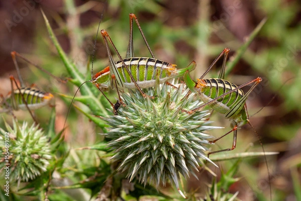 Obraz Drei Heuschrecken
