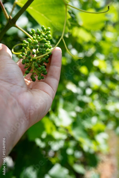 Obraz Green vine leaves with young grapes. Hand checking ripeness of fruit. Vertical close-up with short depth of field on checking and care young vines on sunny day.