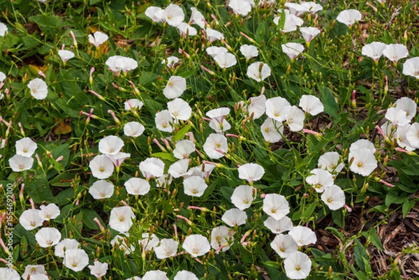 Fototapeta Ackerwinden