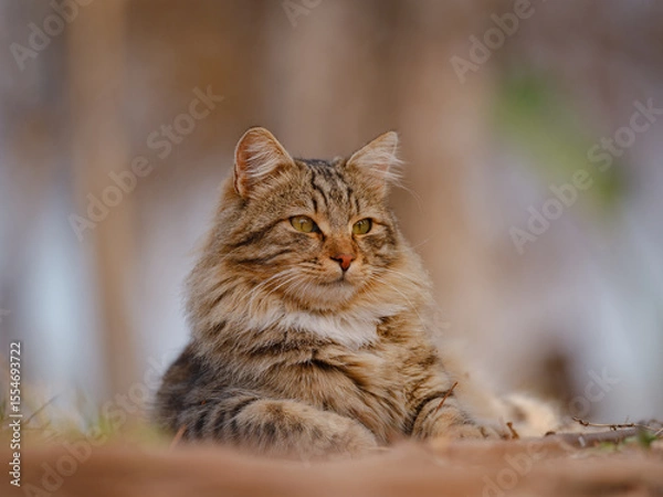 Fototapeta Street cats of Turkey roam freely, lounging, playing, and exploring the vibrant streets, creating charming scenes of daily life in urban and rural settings.