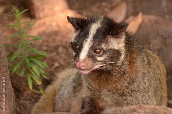 Fototapeta ハクビシン