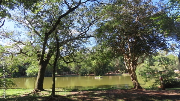 Obraz trees in the park