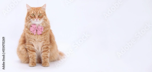 Fototapeta Red fluffy cat wearing bow tie sitting on white background, full body, studio portrait, symmetrical composition.