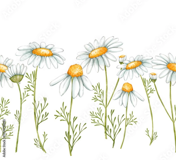Fototapeta Chamomile seamless border. Frame with flowers and branches of daisy flowers.