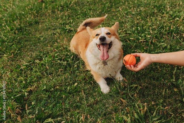 Fototapeta Close up of a woman's hands trains Welsh Corgi in the park in sunny weather. Concept of walking a dog, friendship between a dog and owner. Part of a series.