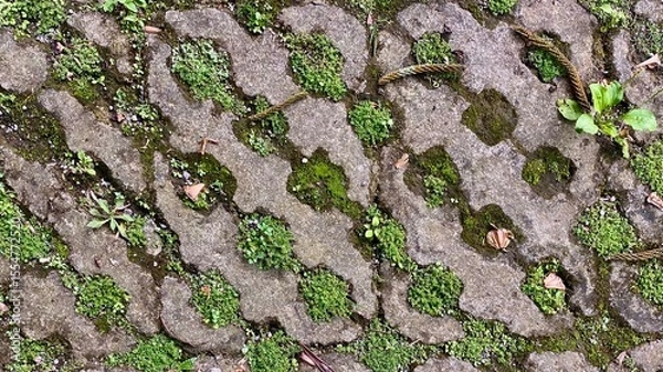 Fototapeta A vibrant, abstract pattern of green moss and small plants growing in the crevices of irregularly shaped grey concrete pavers or cobblestones