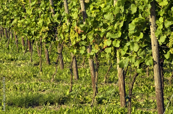 Obraz white wine grapes