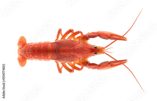 Obraz Boiled crayfish isolated on white background.. Crawfish closeup.