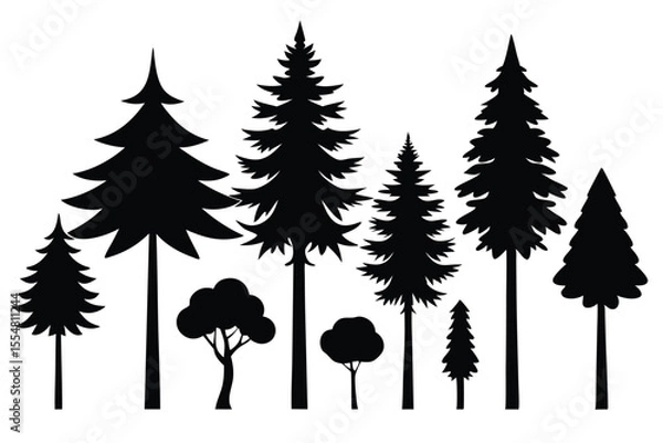 Fototapeta Silhouettes of evergreen trees in a forest setting