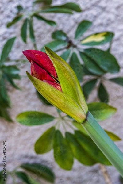Fototapeta Amarilys bud
