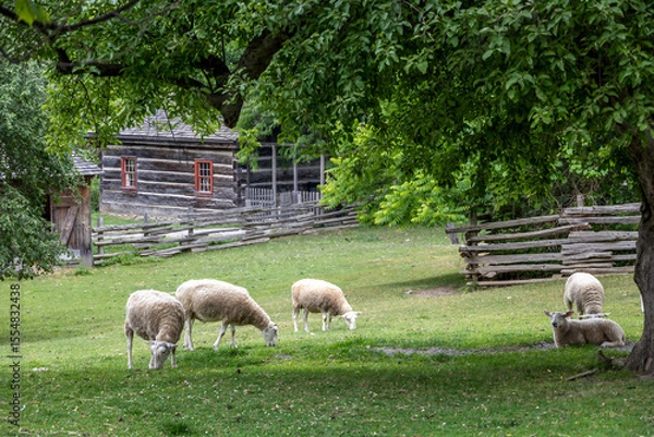 Fototapeta A pastoral view of grazing sheep at Black Creek Pioneer Village, showcasing rustic 19th-century charm in Toronto.