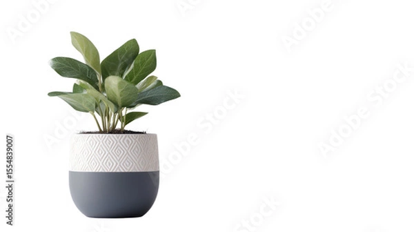 Obraz Small indoor plant in decorative pot Transparent background, PNG file