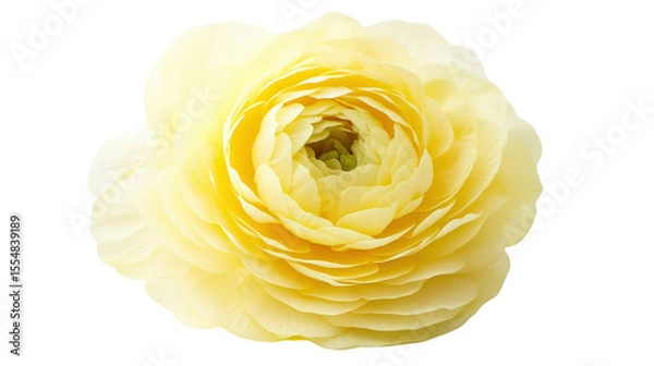 Obraz Soft yellow buttercup flower Transparent background, PNG file