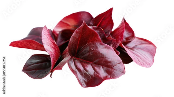 Obraz Sorrel calyx, deep red fleshy petals used for drinks, tangy and medicinal, Transparent background, PNG file