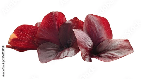 Obraz Sorrel calyx, deep red fleshy petals used for drinks, tangy and medicinal, Transparent background, PNG file