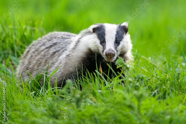 Obraz European badger close-up portrait in the forest