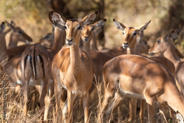 Obraz impala in the wild