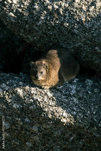 Obraz rock hyrax
