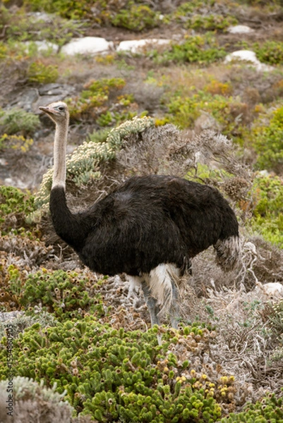 Obraz wild ostrich