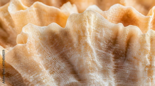 Fototapeta Close-up view of a textured seashell, showing intricate, ruffled layers of light beige and tan.  Detailed, delicate folds create a unique pattern