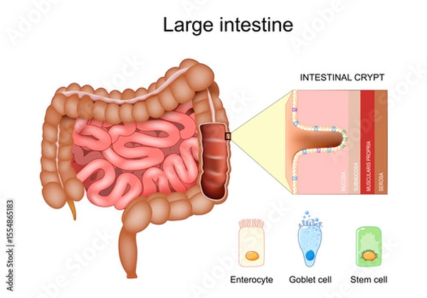 Fototapeta Large intestine anatomy. Colonic crypt. Stem cell, Goblet cell, Enterocyte.