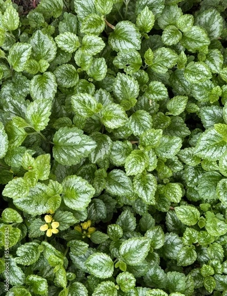 Fototapeta Full frame image of green and white variegated foliage