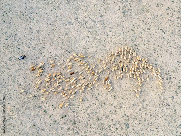 Obraz Traditional Shepherding in Central Anatolia – Drone View of Flock and Donkey