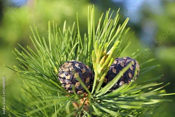 Obraz Cedar pine cones among the needles