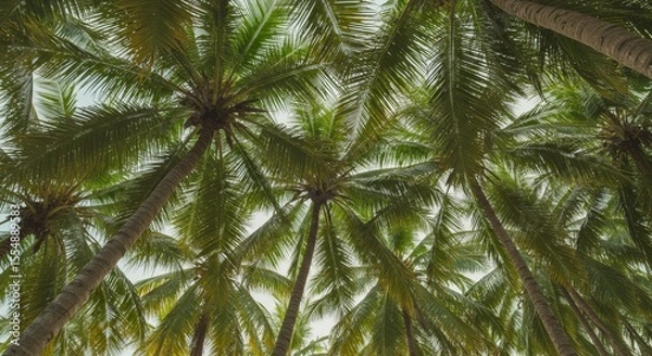 Obraz Looking Up at Tropical Palm Trees with Green Leaves on a Sunny Day