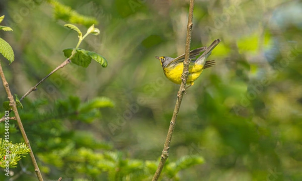 Obraz Canada Warbler