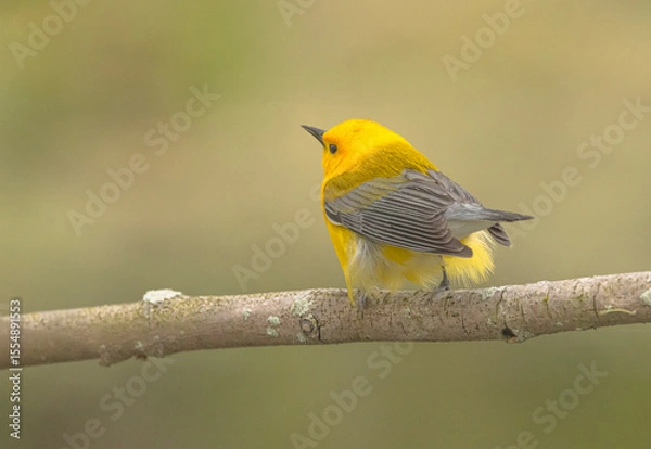 Obraz Prothonotary Warbler