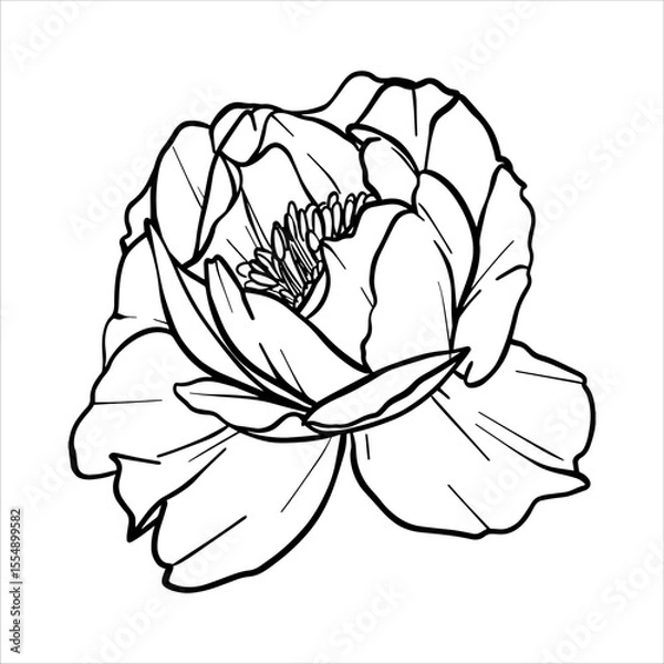 Obraz Peony vector flower illustration. Plant drawing in line art style. flower sketch painted by black inks. Graphics hand drawn outline element. Floral Line Art