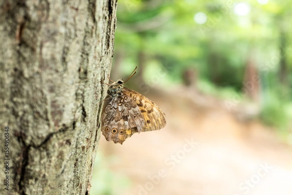 Obraz Butterfly, called Neope, perches on the tree trunk.