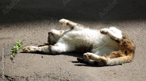Fototapeta A cat is resting on warm asphalt on its back