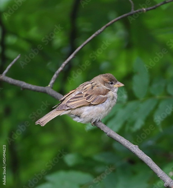 Fototapeta A sparrow sits on a leafless tree branch