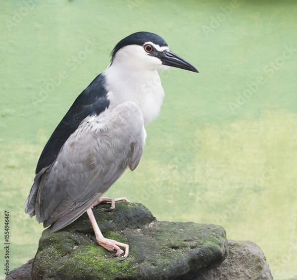 Fototapeta This close-up photo captures the intense gaze of a Black-crowned Night Hero