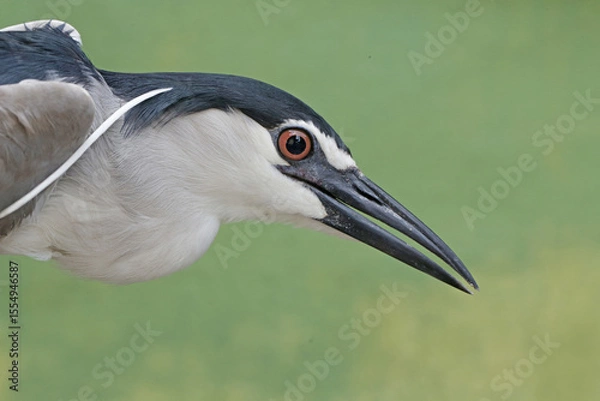 Fototapeta close-up photo captures the intense gaze of a Black-crowned Night Heron