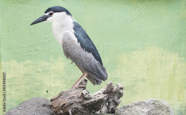 Fototapeta Close-up photo captures the intense gaze of a Black-crowned Night Heron