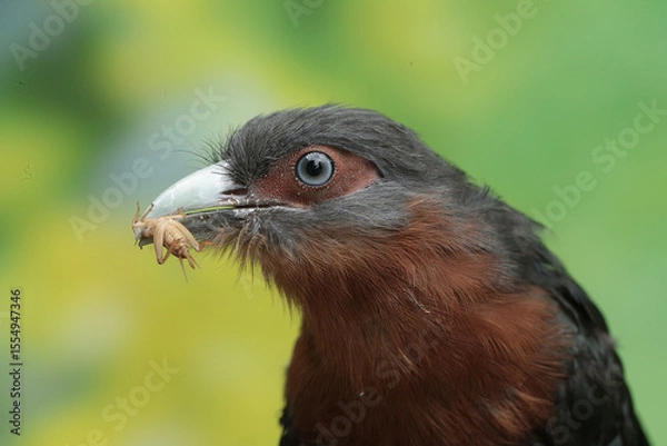 Fototapeta a bird holding a small insect, likely a cricket, in its beak. The bird has striking blue-gray eyes, a pale, slightly curved beak, and dark feathers on its head. Its plumage transitions into a rich red