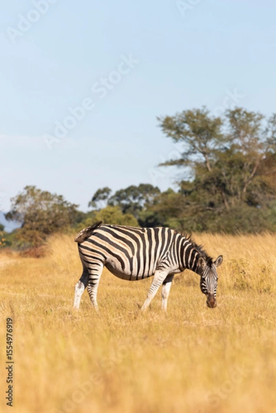 Fototapeta zebra in the savannah