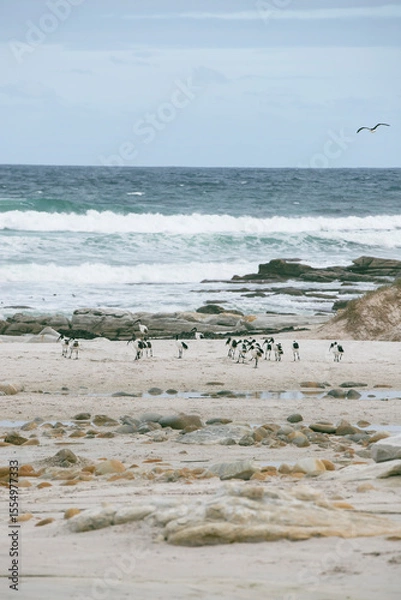 Fototapeta Cormorants on the shore in Cape of Good Hope