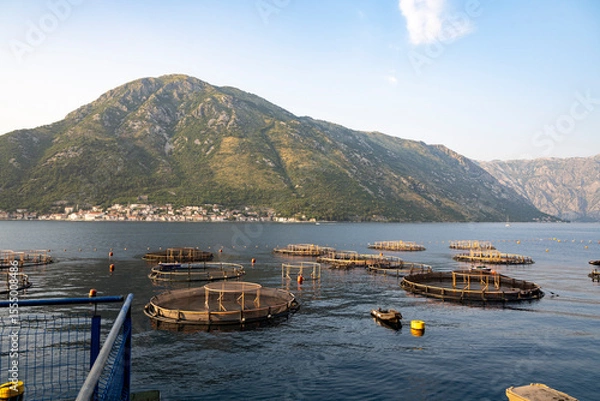 Obraz Pisciculture dans les bouches de Kotor devant Perast