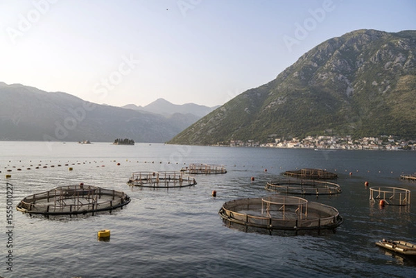 Obraz Pisciculture dans les bouches de Kotor devant Perast