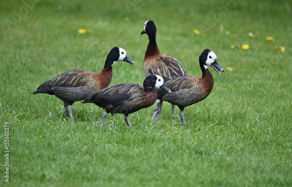 Fototapeta Witwenpfeifgänse