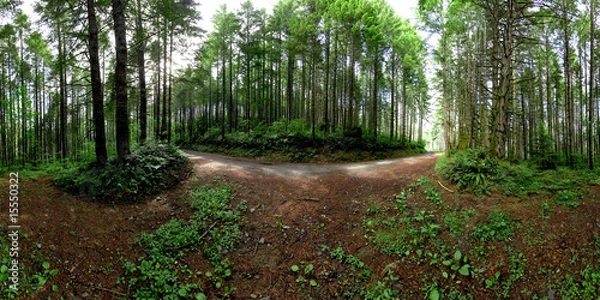 Fototapeta 360 Forest panorama