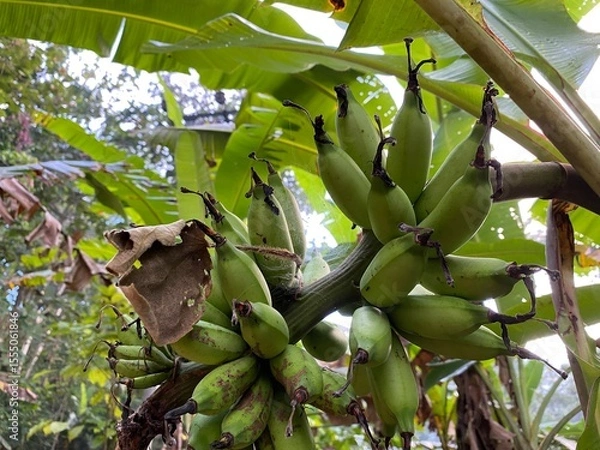 Obraz banana tree in the garden