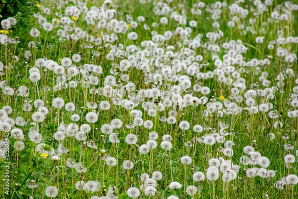 Fototapeta Part of a meadow of green grass and blossoming dandelions
